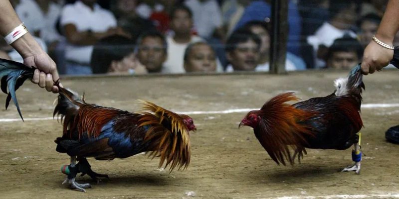 Đôi nét về đá gà cựa sắt Thomo